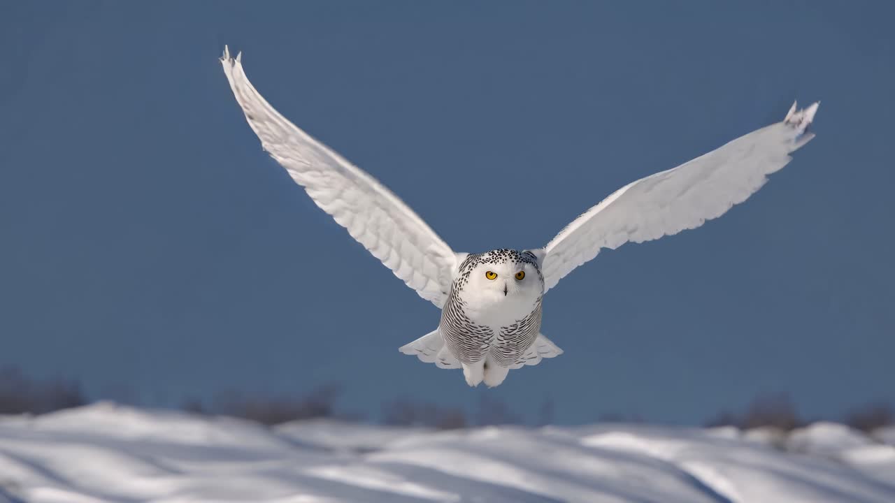 Un gufo delle nevi catturato a mezz'aria, angolazione frontale, sullo sfondo di un paesaggio invernale