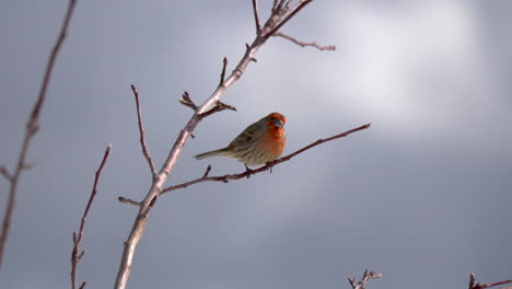 A-male-house-finch-perched-on-a-tree-branch-looking-around---STATIC-CLOSE-UP