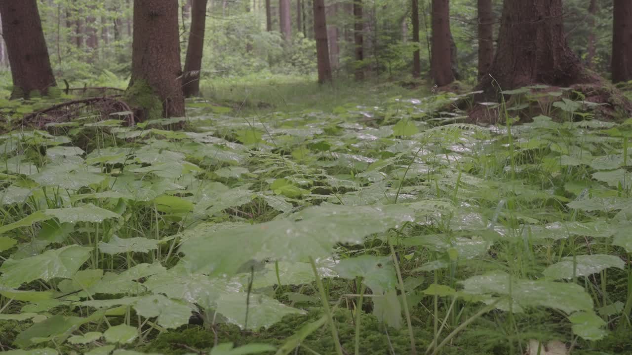 비가 내린 후 숲 속의 자연