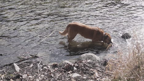 brown dog drinking water from a river in the wild