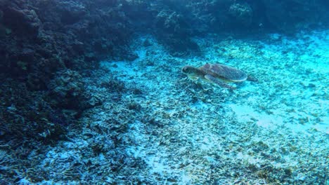 Sea-Turtle-Swimming-Through-Crystal-Clear-Waters--underwater,-side-view