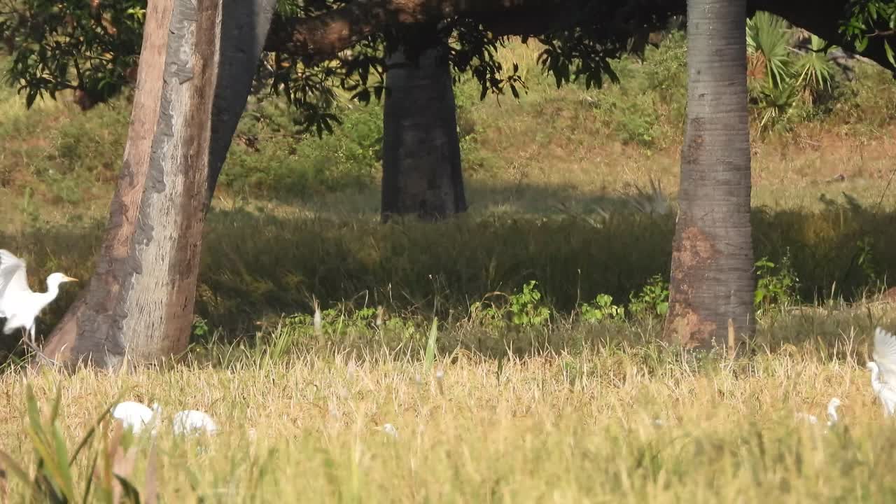 잔디 에서 먹이 를 찾는 여우 들