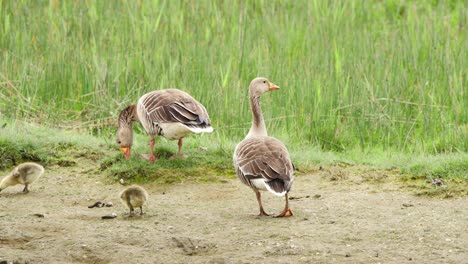 Greylag-geese-with-newborn-goslings-grazing-on-grass-by-dirt-road