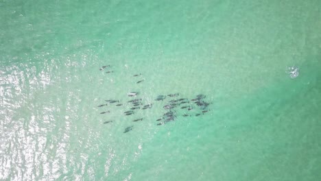 vista de arriba hacia abajo de un enorme grupo de delfines nadando en las aguas poco profundas del océano pacífico cerca de la costa de australia