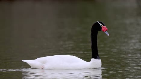 wildlife tracking shot of a beautiful black necked swan, cygnus melancoryphus paddling and gliding gracefully on a tranquil lake environment and wagging its tail