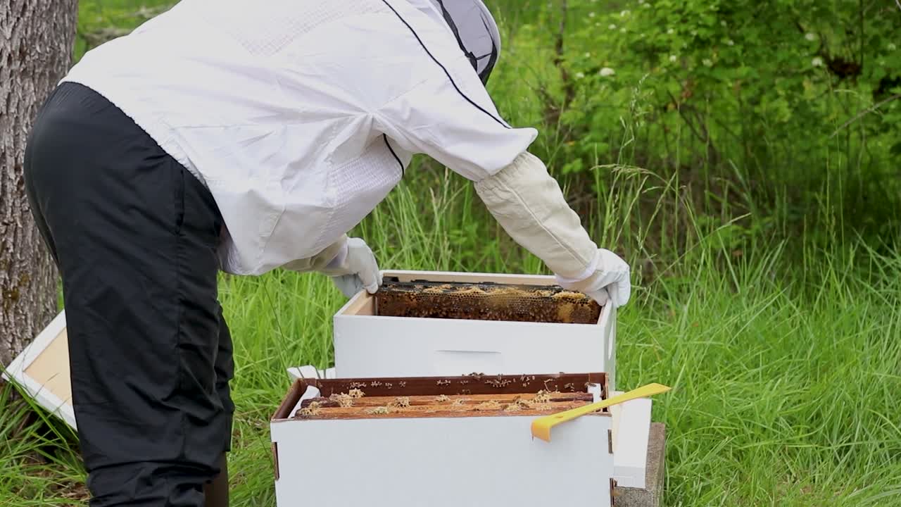 Setting up a new beehive and moving the bees from a catch box
