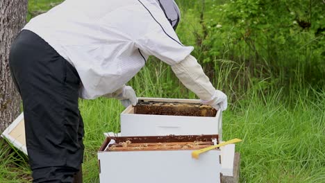setting up a new beehive and moving the bees from a catch box