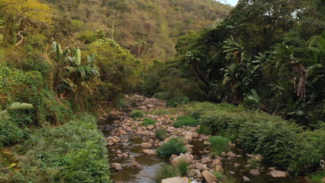aerial view river in forest beautiful drone flight through green rainforest jungle untouched natural landscape nature conservation 4k
