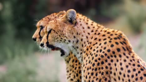 Female-and-male-Cheetah-in-the-wild