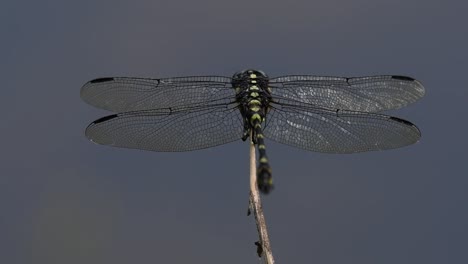 the common flangetail dragonfly is commonly seen in thailand and asia