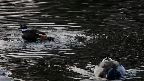 Killdeer-splashing-in-the-water-with-a-duck-swimming-by