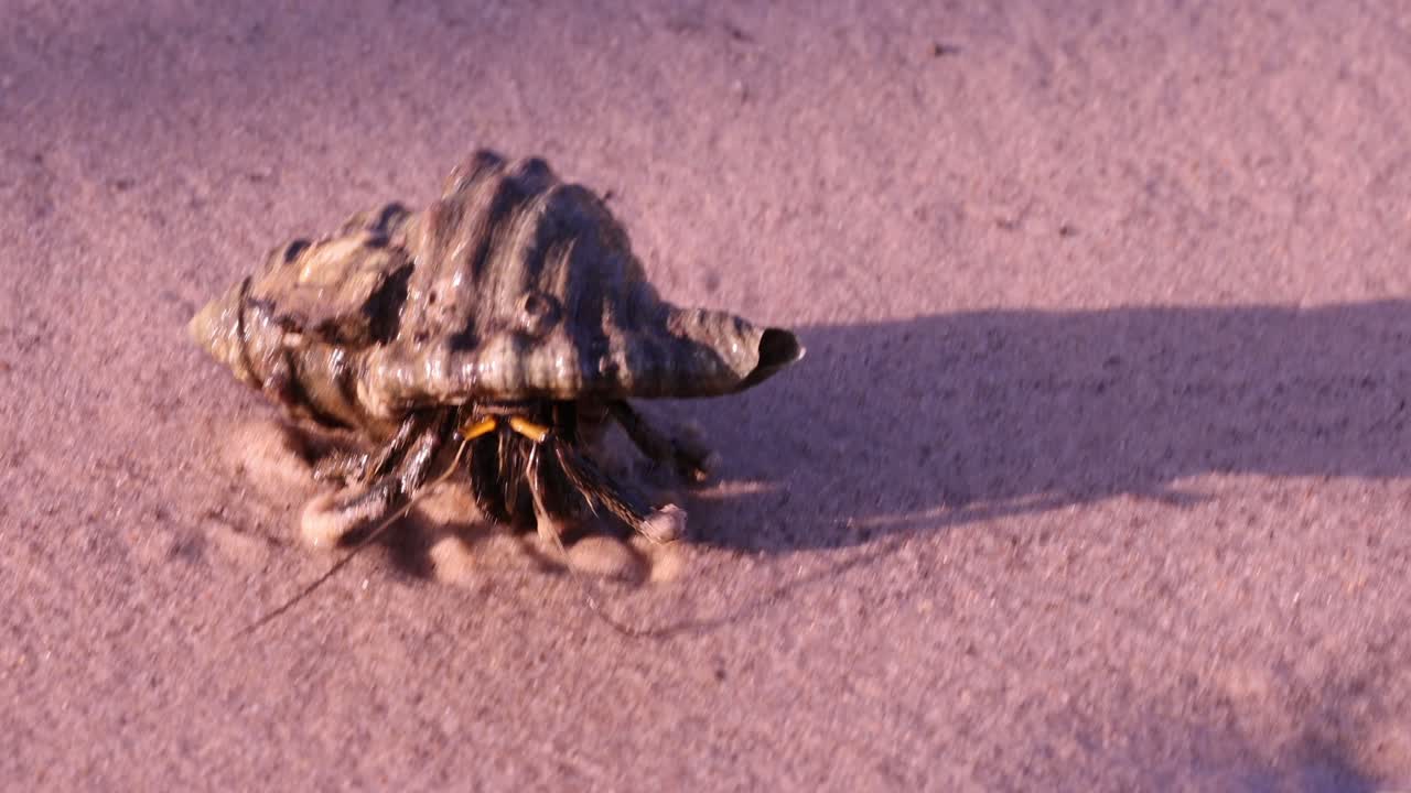 el cangrejo ermitaño atraviesa la playa de arena para llegar al agua.