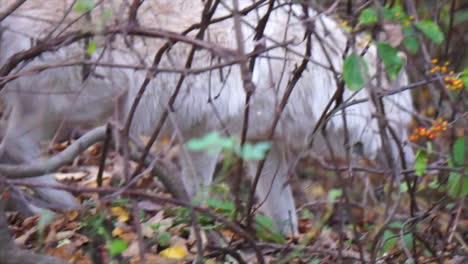 El-Lobo-Gris-De-Las-Montañas-Rocosas-Del-Sur-Camina-En-Un-Matorral-Arbolado