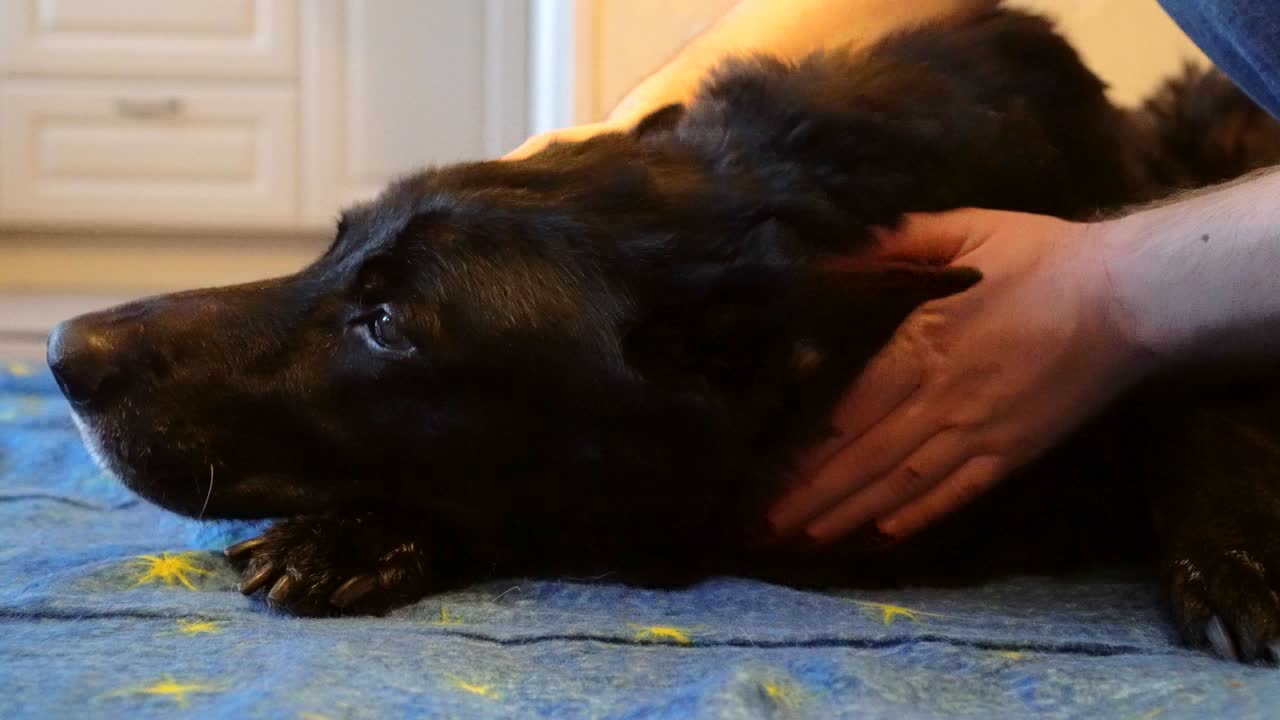 la mano del hombre acaricia al viejo pastor de europa del este.