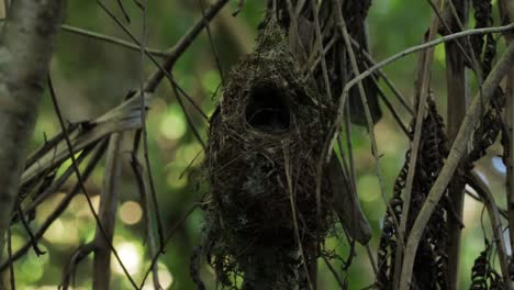 colgando de ramas de árboles rotas y enredadas, nido vacío de pájaros salvajes