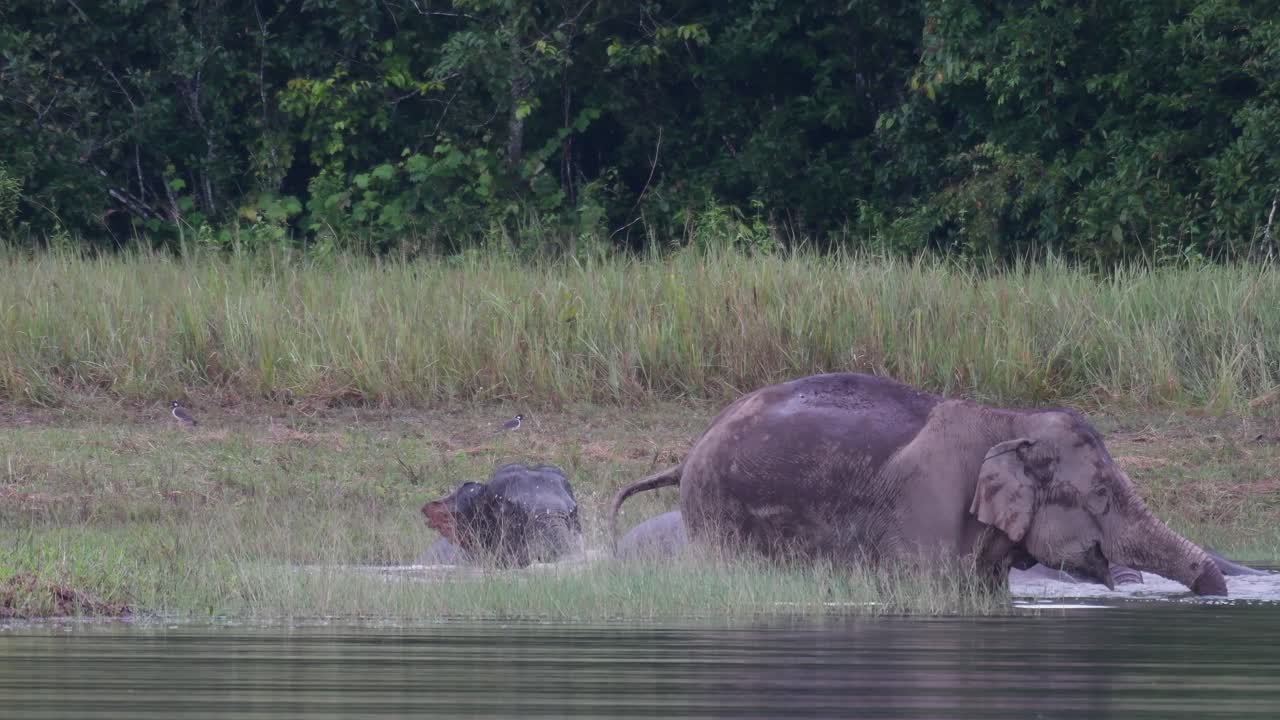 The Asiatic Elephants are Endangered and this herd is having a good time playing and bathing in a lake at Khao Yai National Park
