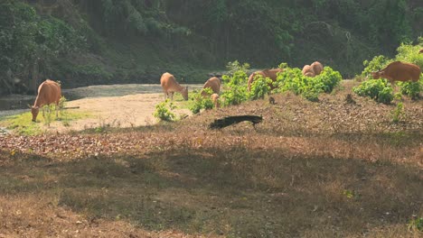 Ein-Pfau,-Der-Auf-Dem-Boden-Nach-Nahrung-Sucht,-Während-Sich-Die-Herde-Nach-Links-Bewegt-Und-Fleißig-Gras-Frisst,-Tembadau-Oder-Banteng-Bos-Javanicus,-Thailand