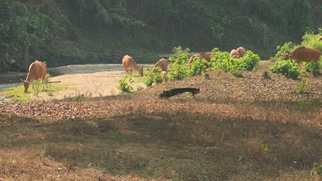 a peafowl foraging on the ground while the herd moves to the left busy feeding on grass, tembadau or banteng bos javanicus, thailand