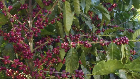 Una-Planta-De-Café-Llena-De-Granos-De-Café-Maduros-Rojos-En-Un-Campo-Ventoso