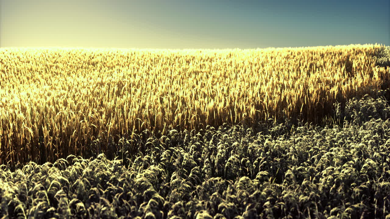 campo de trigo dorado bajo un cielo azul claro al atardecer