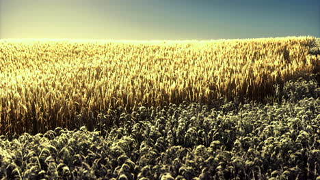 gouden tarweveld onder heldere blauwe lucht bij zonsondergang