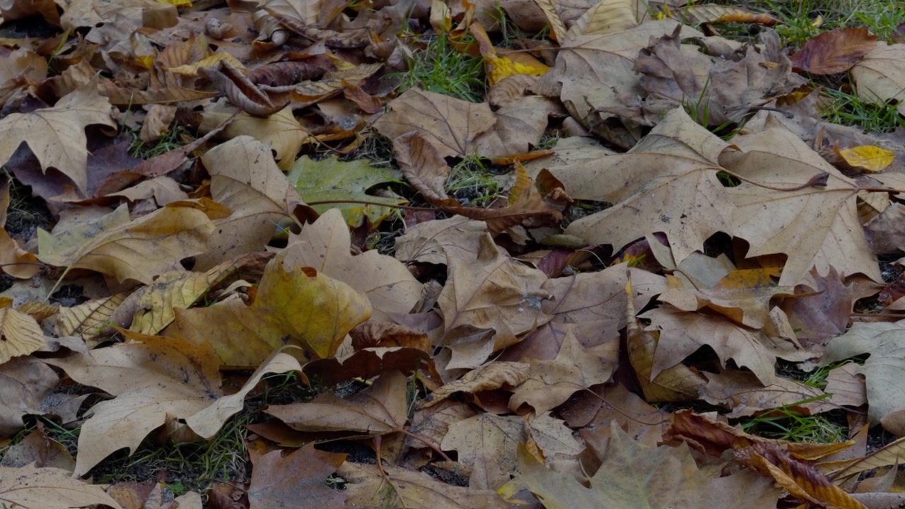 Hojas de otoño coloridas verdes, amarillas y marrones tiradas en el suelo mojadas en otoño