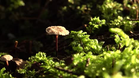 beautiful autumn mushroom with a small hat on the green forest moss