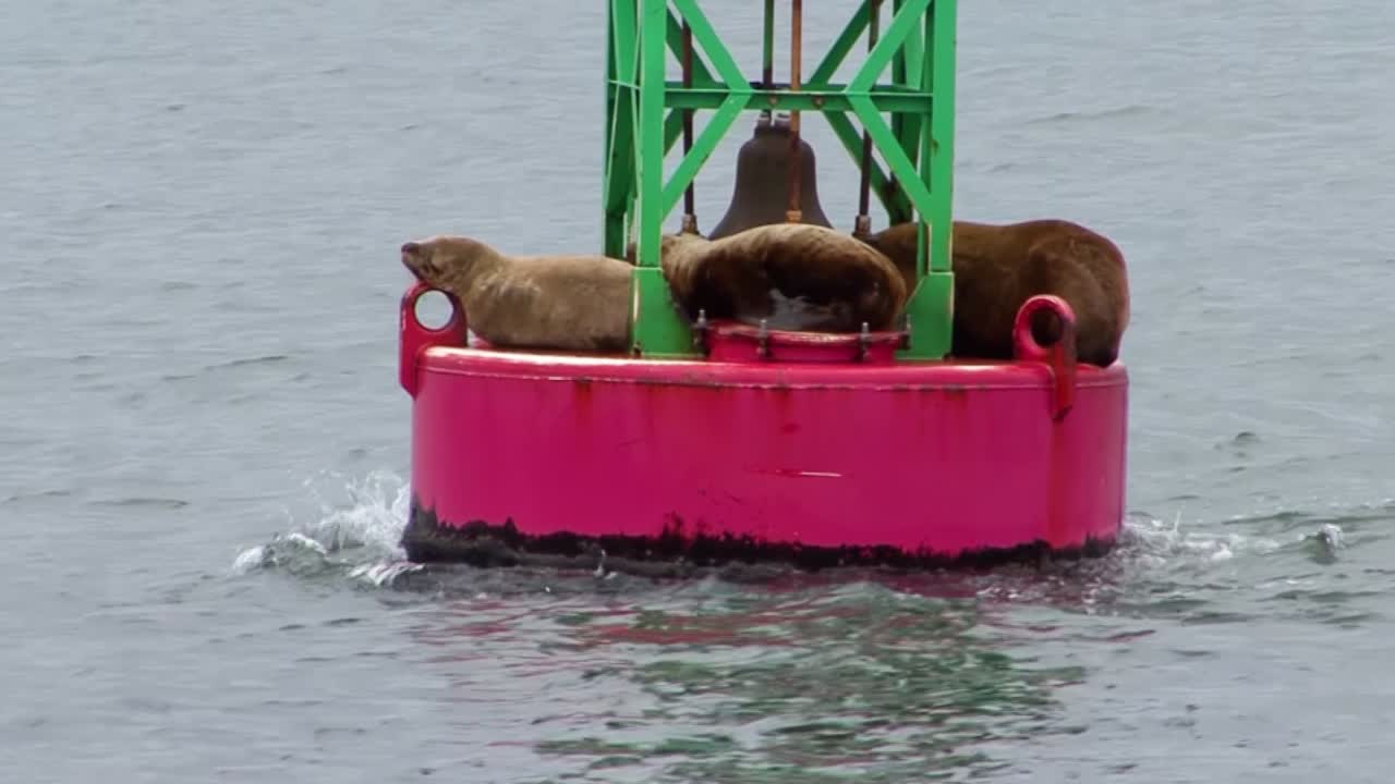 leones marinos sobre una boya de navegación en juneau, alaska