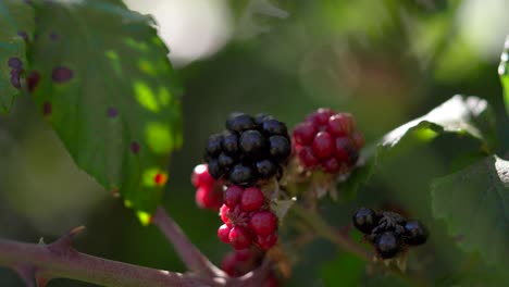 Close-up-of-sweet-blackberry-bush-basking-in-the-sun,-New-Zealand