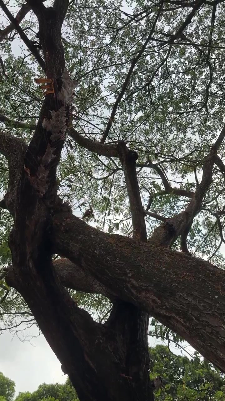 Low Angle View of Large Tree Canopy Against Overcast Sky