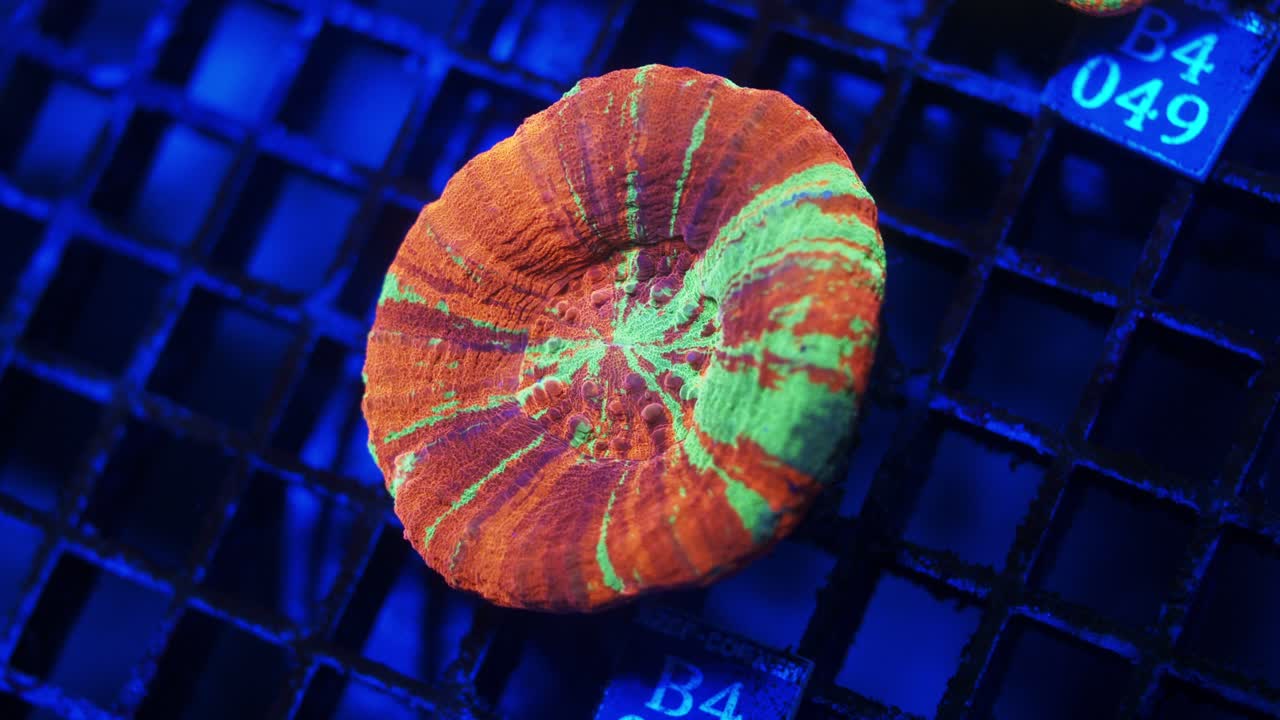 Close-up of Bleeding Apple Scolymia coral under actinic lighting, showing bright red flesh with vivid green and subtle purple streaks, highlighting detailed polyp texture in reef aquarium