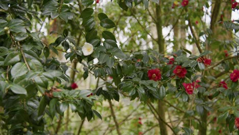 Vibrants camellias in full bloom with soft petals and rich details. Captured in 4K slow motion, this shot showcases the elegance of nature and botanical beauty.