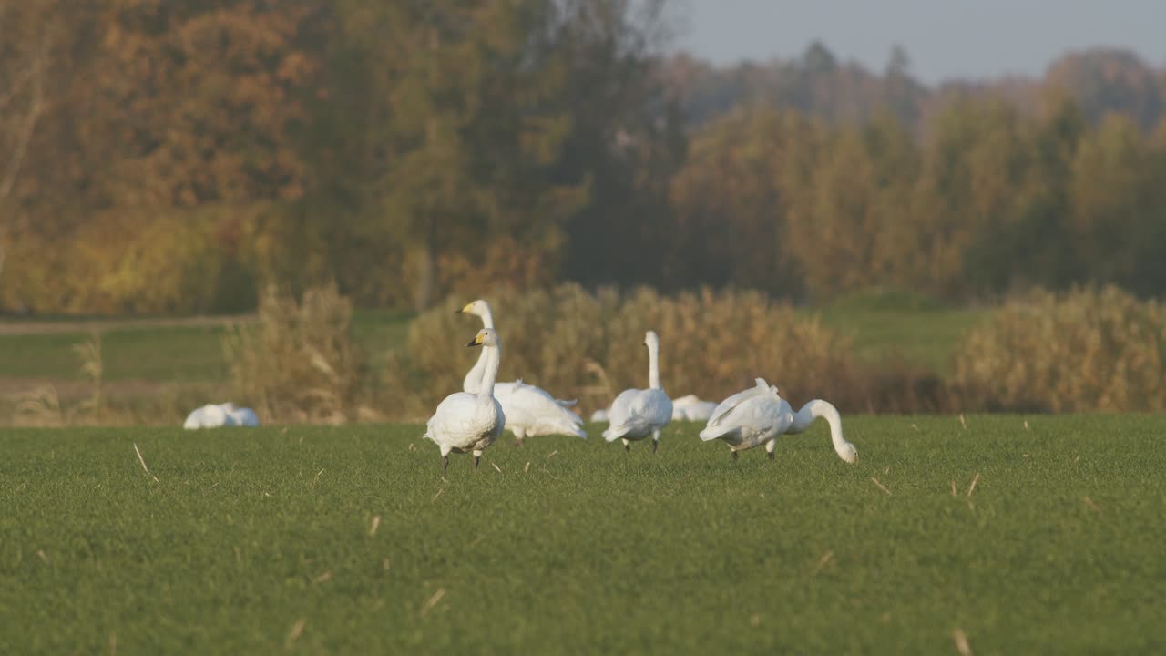 una bandada de cisnes cantores descansando en la pradera en el tiempo de migración iluminación de la hora dorada