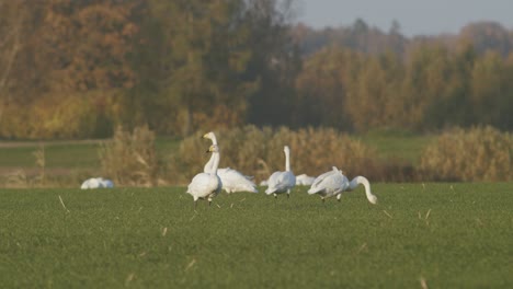 A-flock-of-whooper-swans-resting-on-meadow-in-migration-time-golden-hour-lighting