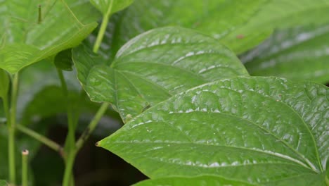 seen on the leaves then moves up diagonally to go away, stick insect, thailand