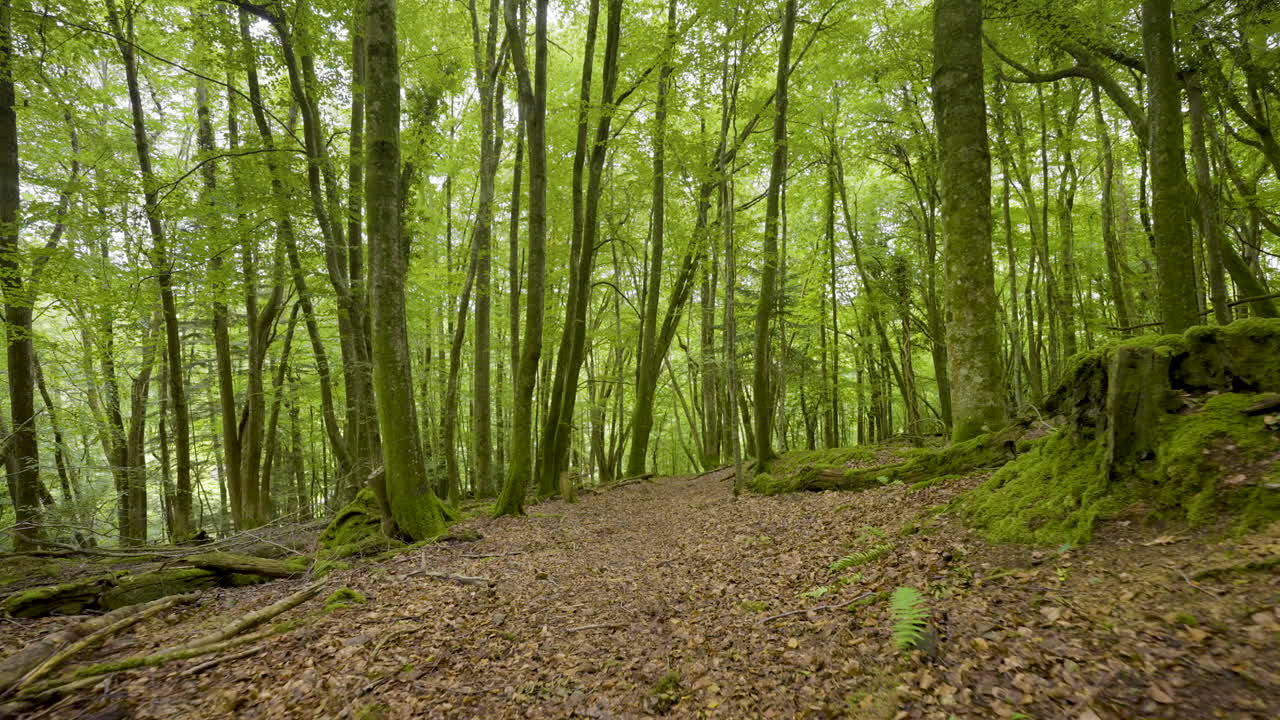 Dense Forest Path in Daylight