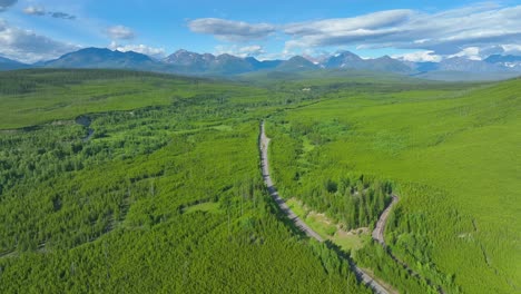 夏天白天在森林和道路上的绿色树木的全景