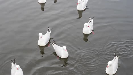 Gaviotas-Flotando-En-El-Agua-En-Tasmania