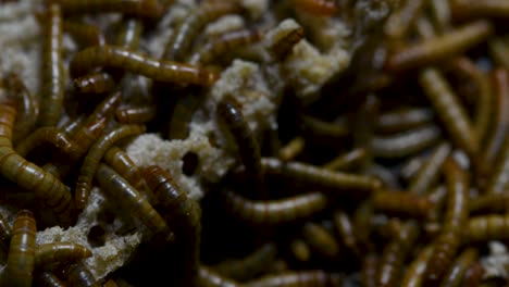 el gusano de la harina es una especie de escarabajo oscuro que se usa para alimentar mascotas como peces, serpientes, pájaros y ranas