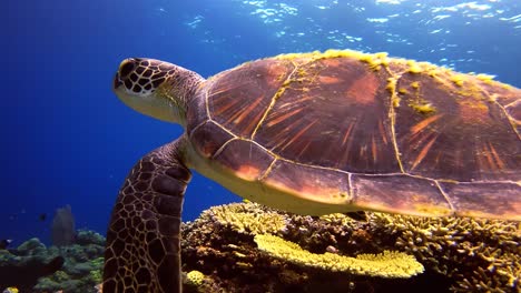ángulo lateral cerca de la tortuga verde nadando sobre el arrecife de coral en el agua azul del océano
