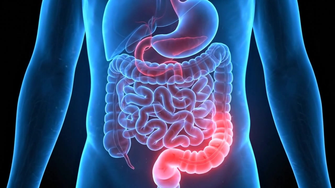 Scansione medica digitale luminosa dell'apparato digerente
