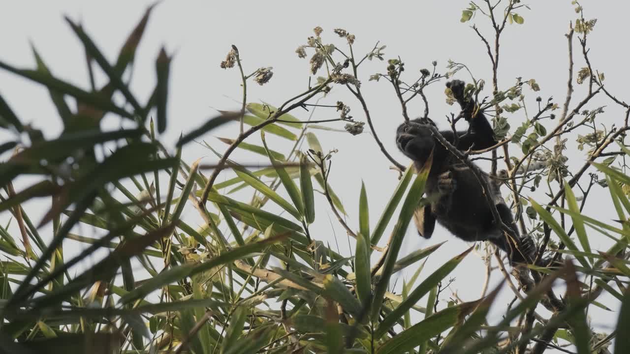 un mono joven y pequeño comiendo frutas de un árbol en la selva en costa rica