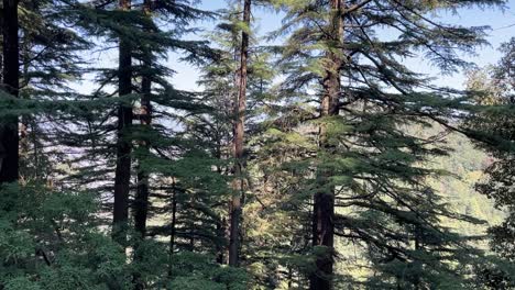 panning shot of tall trees in a forest in india