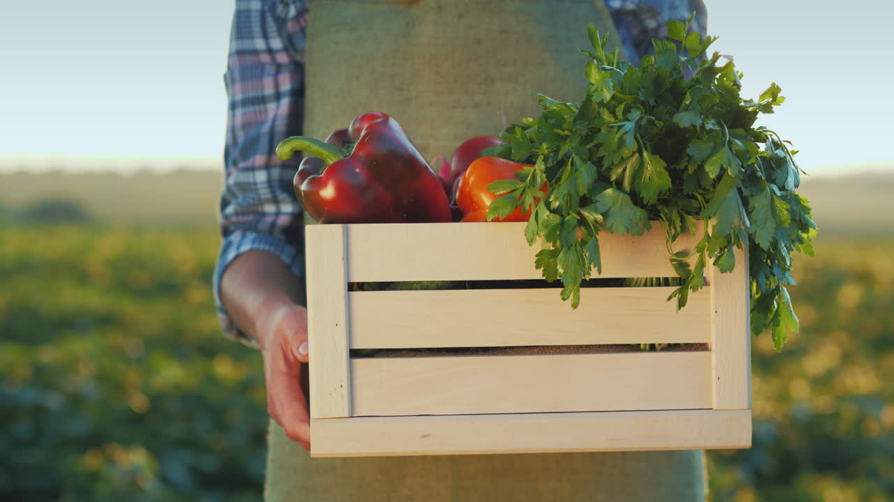 농부는 자신의 밭에서 즙이 많은 신선한 야채 상자를 들고 있습니다.