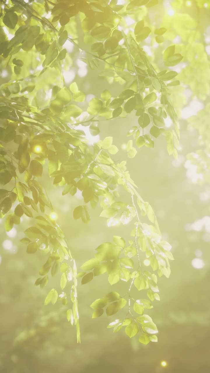 Sunlight filtering through leafy trees in a serene forest setting