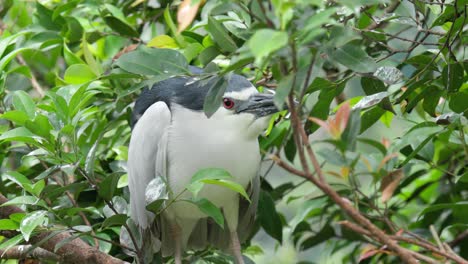 black-crowned night heron perched on trees along the river. close-up shot