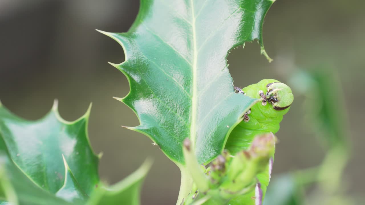 The Sphinx ligustri Caterpillar eating a leave in slowmotion