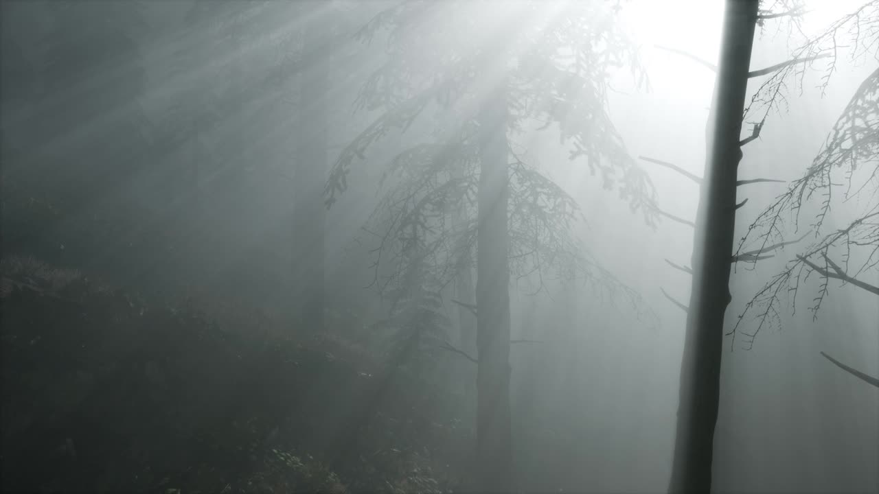 코니퍼스 숲은 안개에 fising 태양에 의해 backlit