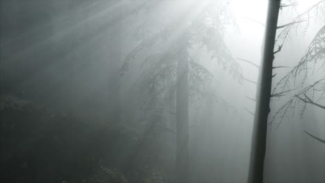 coniferous forest backlit by the fising sun on a misty