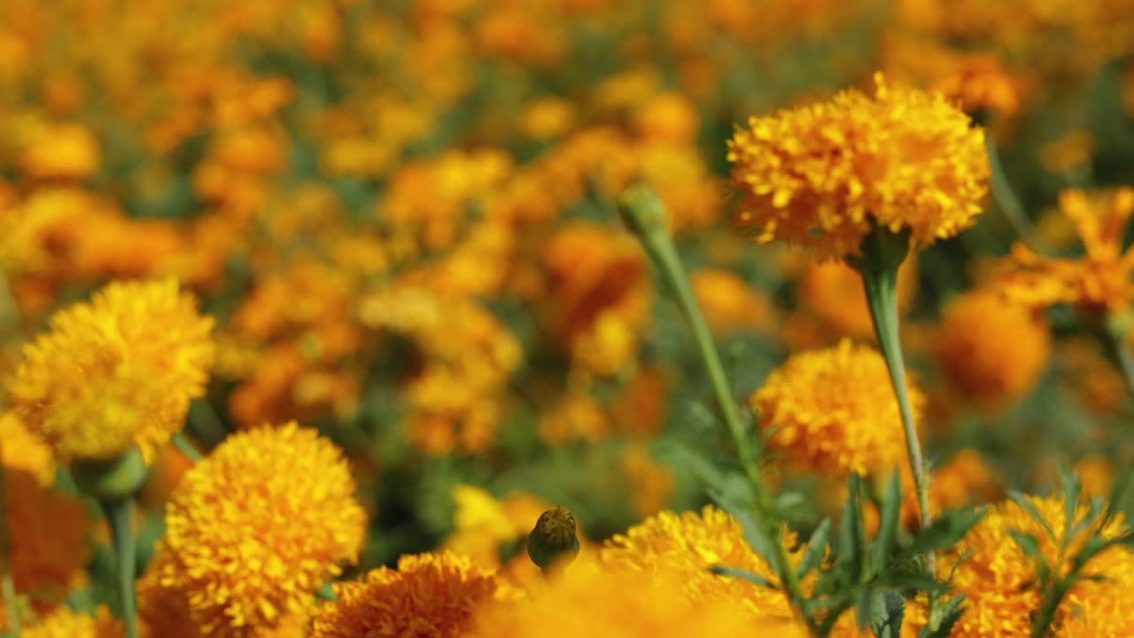 Filmato panoramico ravvicinato di un campo di fiori di calendula